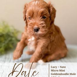 Dale - Red  male Goldendoodle puppy in Garden Grove, California from Sunkissed Doodles