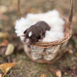 Lainey - female Australian Mountain Doodle puppy in Greenville, South Carolina from Sammi Sweet Doodles