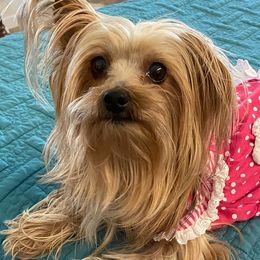 Yorkshire Terriers from Regina Jones's Yorkshire Terriers by the Sea