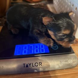 Boss man toy - Black and gold male Yorkshire Terrier puppy in Groesbeck, Texas from Ranch 4M