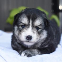 Snickers - Wolf sable male Pomsky puppy in Coos Bay, Oregon from Ocean View Pomskies