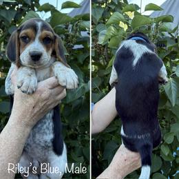 AVAILABLE - Rileys Blue - Black tan and bluetick male Beagle puppy in Brownsville, Oregon from Beagles on the Run