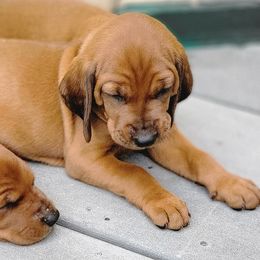 Redbone Coonhounds from M-42 Redbone's