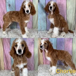 Chortle - Parti female Poodle puppy in Swansboro, North Carolina from Monarch Standard Poodles