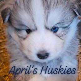Boy 3 - male Siberian Husky puppy in Terre Haute, Indiana from April's Huskies