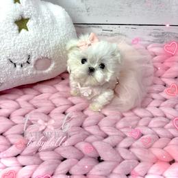 Maltese and Yorkshire Terrier Puppies from tatortot pup