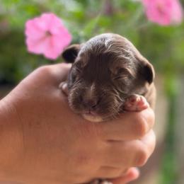 Boy 2 - Red tri-color male Australian Shepherd puppy in Hillsboro, Ohio from Sugar Grove Farms