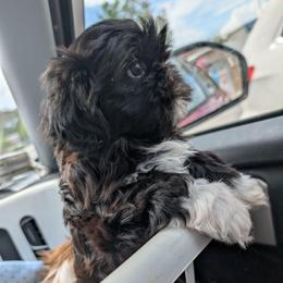 Tootsie Roll - Black and white female Shih Tzu puppy in Orange Park, Florida from Sweetz Kennelz