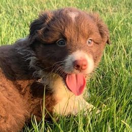 Australian Shepherds from Blue eyes over Texas aussies