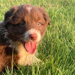 Australian Shepherds from Blue eyes over Texas aussies