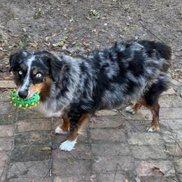 Anna - Australian Shepherd