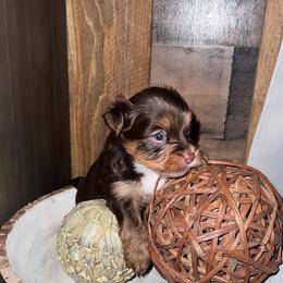 Opie - Chocolate, tan and white male Yorkshire Terrier puppy in Dalton, Georgia from Southern Charm Precious Paws