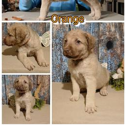 Boy 4 - Light brown male Chesapeake Bay Retriever puppy in Laporte, Minnesota from Northern Odyssey Gun Dogs