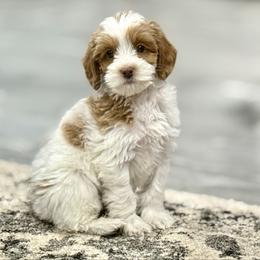 Lord - Caramel male Australian Labradoodle puppy in Calhoun, Louisiana from Arrowhead Australian Labradoodles