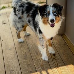 Australian Shepherd puppies from Lil’ Town Aussies