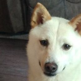 Zoey - Shiba Inu