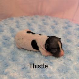 Thistle - White and black female American Hairless Terrier puppy in Phoenix, Arizona from Bare Valley