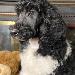 Poodle Puppies from Tails Up Standard Poodles