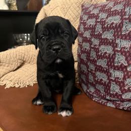 Bane - Black male Cane Corso puppy in Utah from 3Lake Kennelz