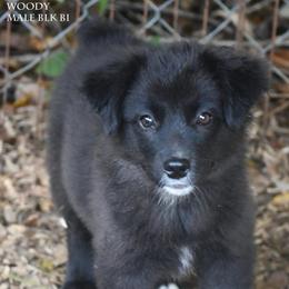 Woody - Black tri male Miniature Australian Shepherd puppy in Patterson, North Carolina from DreamLine Aussies