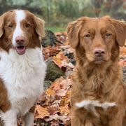 Nova Scotia Duck Tolling Retrievers from Simcoe Tollers