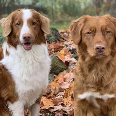 Nova Scotia Duck Tolling Retrievers from Simcoe Tollers