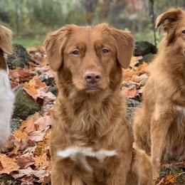 Nova Scotia Duck Tolling Retrievers from Simcoe Tollers