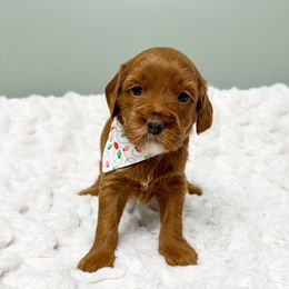 Ellen Griswold - Red  female Goldendoodle puppy in Springfield, Ohio from D&D Doodles