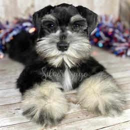 Miniature Schnauzer Puppies from Silver Sage Schnauzers