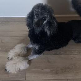 Poodles from Champion Standard Poodle pups