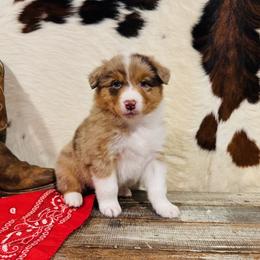 BINDI - Red merle female Australian Shepherd puppy in Durand, Wisconsin from Larson’s Legacy Aussome Aussie Kennels