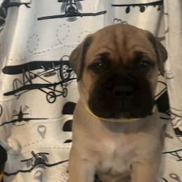 Spirit (Yellow Collar) - Fawn male Bullmastiff puppy in Carrollton, Texas from Meteora Bullmastiffs