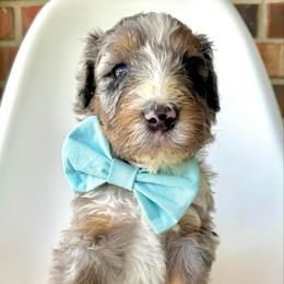 Buoy - Blue merle male Bernedoodle puppy in Pulaski, Tennessee from Doodle My Heart