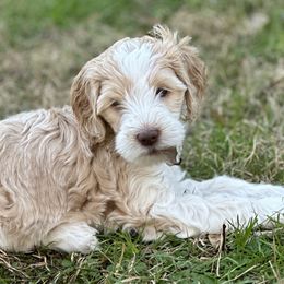 Girl 3 - Parti Goldendoodle puppy in Walker, Louisiana from Southern Oaks Goldendoodles