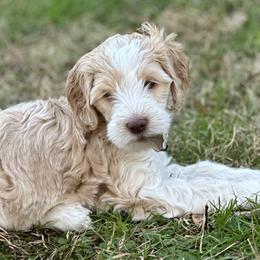 Girl 3 - Parti Goldendoodle puppy in Walker, Louisiana from Southern Oaks Goldendoodles