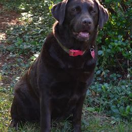 Labrador Retrievers from Julian Farms