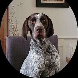German Shorthaired Pointer Puppies from Liebmeister Kennels
