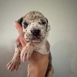 Blue Fawnequin 1 (fawn harlequin) - Harlequin female Great Dane puppy in Kimball, Michigan from Starlight Danes