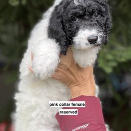 Pink collar girl - female Newfypoo puppy in Fairfield, California from Twin Sisters Doodles