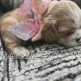Cocker Spaniel Puppies from Inspirational Treasures