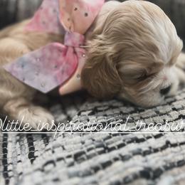 Cocker Spaniel Puppies from Inspirational Treasures