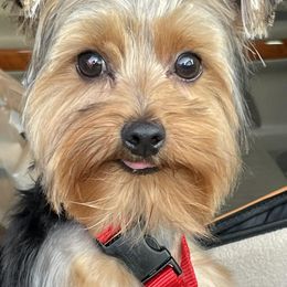 Yorkshire Terriers from Ricardo’s yorkies & bullies