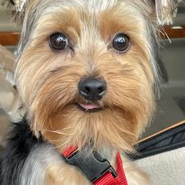 Yorkshire Terriers from Ricardo’s yorkies & bullies