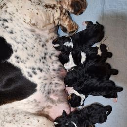 Dolly - Black brown and white female Basset Hound puppy in Mack's Creek, Missouri from Mack's Creek Basset Hounds