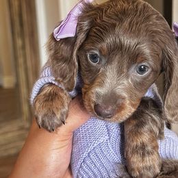 Dachshunds and Doberman Pinschers from Pretty Dachshunds 661