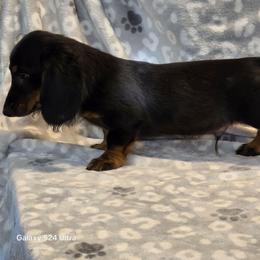 Titan - Black and tan male Dachshund puppy in Tonopah, Arizona from Desert Diamond Dachshunds