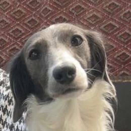 Dachshunds from CA_Dachshunds