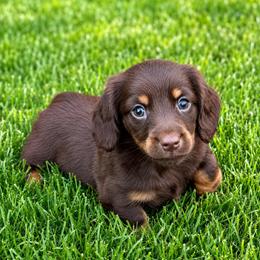 Griffin - Chocolate and cream male Dachshund puppy in Salem, Oregon from Longdox Mini Dachshunds