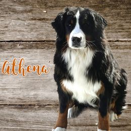 Athena - Bernedoodle