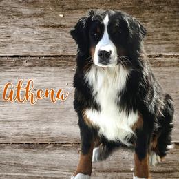 Athena - Bernedoodle
